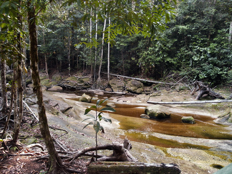 tranquil scene, tranquility, day, jungle, growth, woodland, plant, manaus, water, landscape, scenics - nature, rocky, brazil, beauty in nature, flowing water