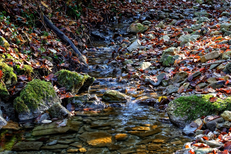 plant, downloading, relax, river, day, stream - flowing water, out, stream bed, no people, autumn, rock, motion, pebble, stone, water, solid, stream, flowing