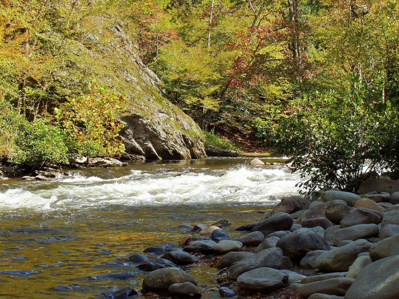tranquil scene, solid, flowing water, plant, tranquility, tree, water, stream - flowing water, pebble, scenics - nature, river, flowing, 2K, growth, nature
