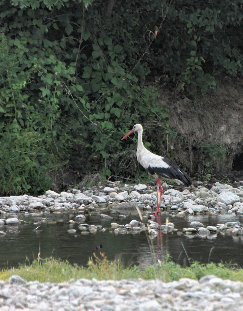 perching, animal themes, wildlife, heron, bird, animal wildlife, rock - object, birds, river, plant, vertebrate, no people, 2K, gray heron, animal, animals In The Wild