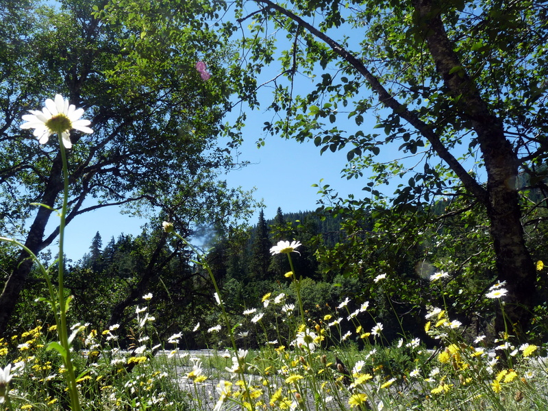 Stream, natural, petals, nature, river stream, plant, scenery, tranquility, flowers, Wild Flowers, organic, stem, 2K, River, freshness, sunny day, flower