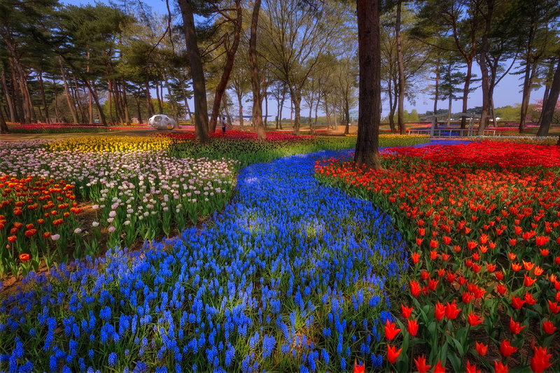 track, spring, hyacinths, red, trees, nature, light, Japan, colorful, bright, beds, 4K, river of flowers, blue, garden, flowers, beauty, tulips, Park