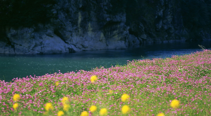 flowering plant, tranquil scene, freshness, pink, day, flower head, Nature, growth, beauty in nature, bed, Flowers, selective focus, no people, Bank, flower