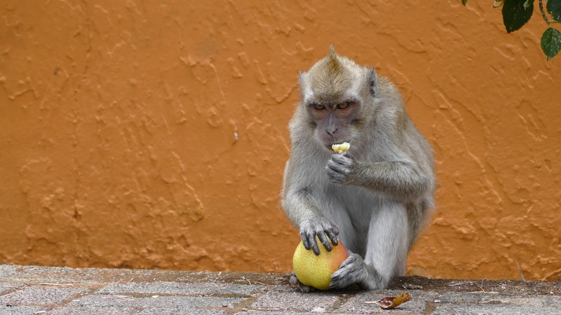 food, no people, architecture, one animal, 4K, grand bassin, looking away, mountains, fruit, mauritius, day, outdoors, monkey, eating, animals in the wild