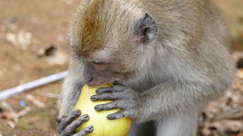 ape, outdoors, 5K, nature, one animal, baboon, food, eating, looking, mammal, animal family, no people, primate, grand bassin, focus on foreground, animals in the wild