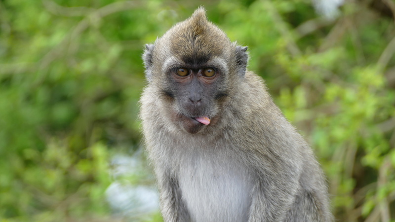 mauritius, one animal, 5K, vertebrate, ape, baboon, focus on foreground, animals in the wild, close-up, looking at camera, monkey, mountains, mammal, looking