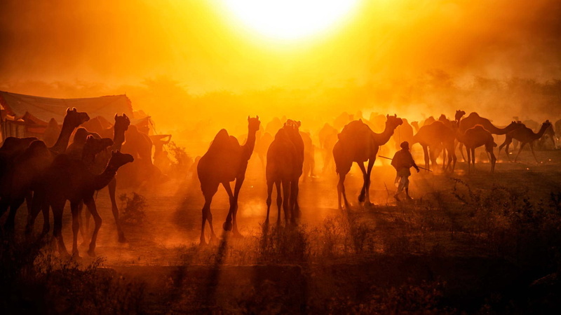 the camel fair, 1080P, Pushkar Mela, India