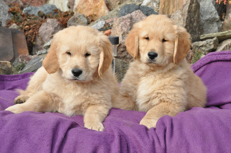 dog, puppy, no people, relaxation, mammal, canine, purple, animal, puppy mela, mammals, domestic animals, close-up, domestic, charming, sitting, animal themes