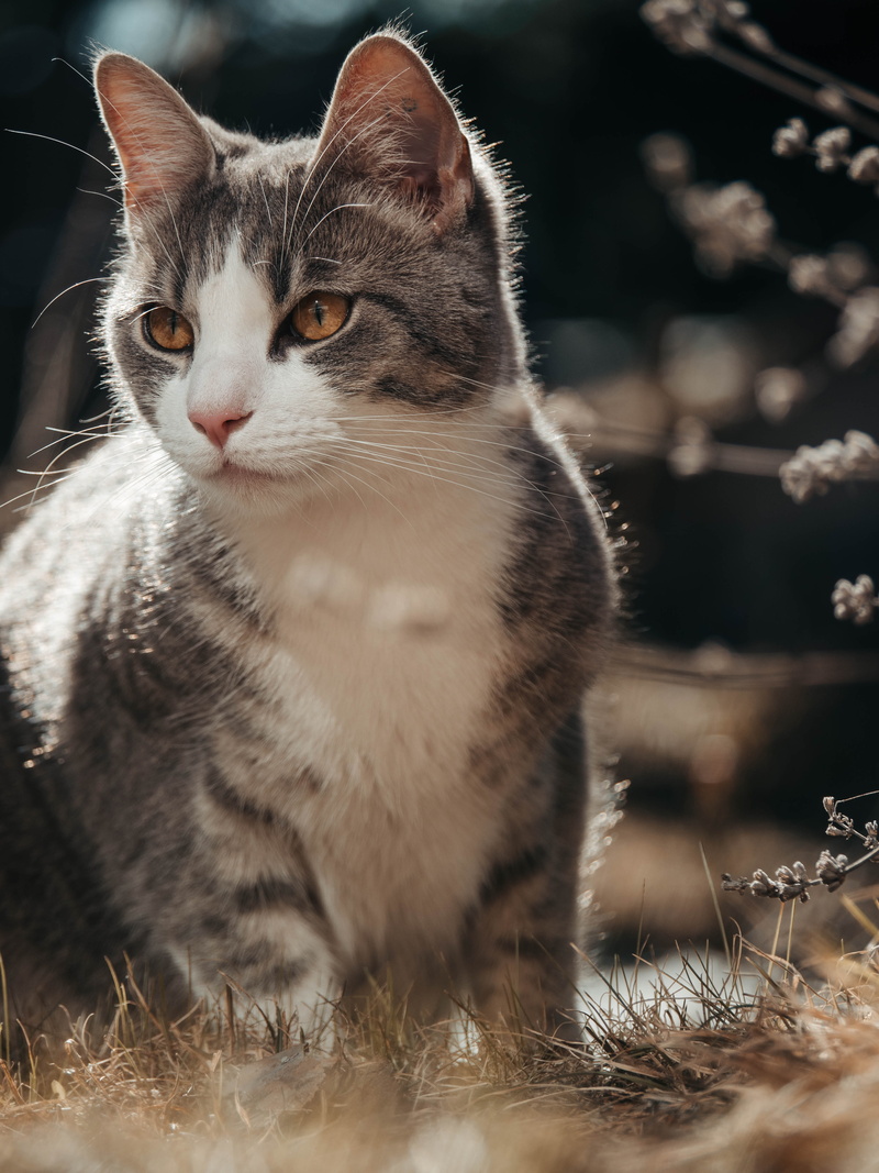 looking away, canine, animal eye, norway, kitten, animals, 5K, feline, animal, siamese, vertebrate, whisker, oslo, pets, one animal, looking, no people