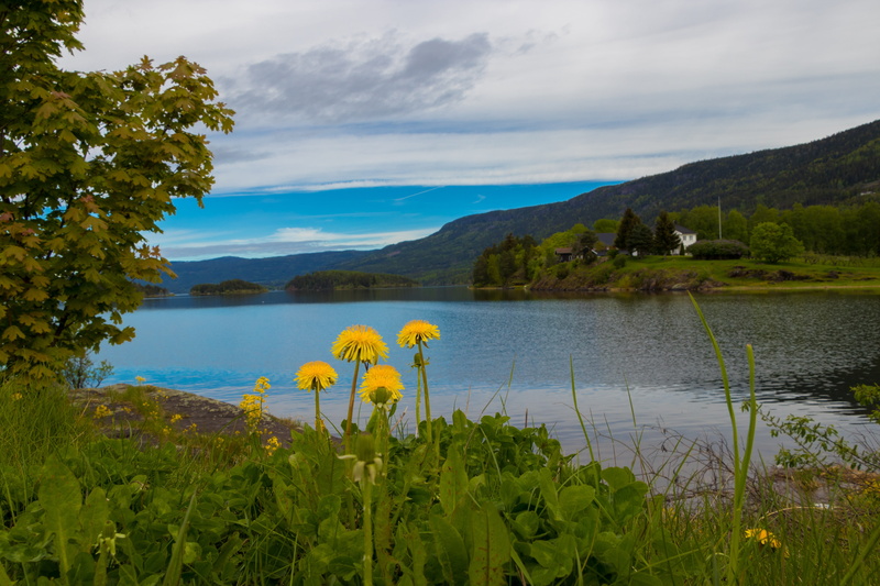 morning, plant, flowering plant, beauty in nature, scenics - nature, lake, fjords, norway, panorama, view, norge, nature, tourism, 5K, in the morning