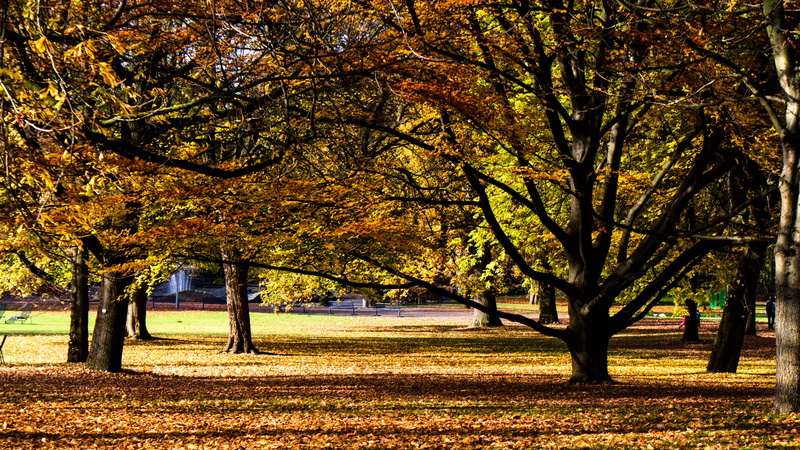 growth, leaves, 5K, fall color, change, treelined, Forest, landscape, yellow, emerge, leaf, tree, outdoors, colorful leaves, orange Color, color Image