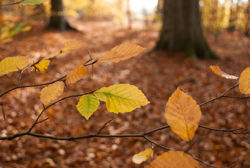 close-up, day, natural condition, season, autumn collection, maple leaf, 4K, forest, selective focus, Emerge, gold Colored, plant, color Image, Beech