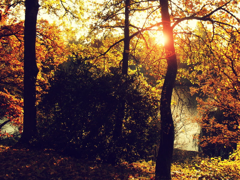 beauty In Nature, Landscape, 2K, park - Man Made Space, leaf, Colors, gold Colored, color Image, growth, lush Foliage, environment, land, yellow, plant