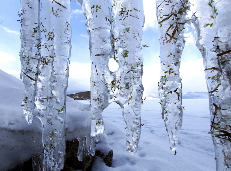 trunk, sunlight, no people, tree, needles, nature, naples, morning, ice, sun, weed, tranquil scene, lake, frozen, tree trunk, winter, snow, mist, outdoors