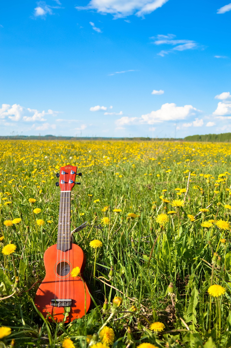 petaled, brown, landscape, grass, blue, nature, plant, no people, arts culture and entertainment, flowering plant, ukulele, land, string instrument, growth
