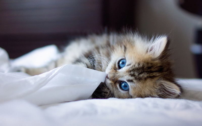 animal themes, domestic, domestic cat, whisker, lying down, kitten, feline, eye, mammal, animals, portrait, furniture, Ben Torode, bedroom, cat, bed, animal