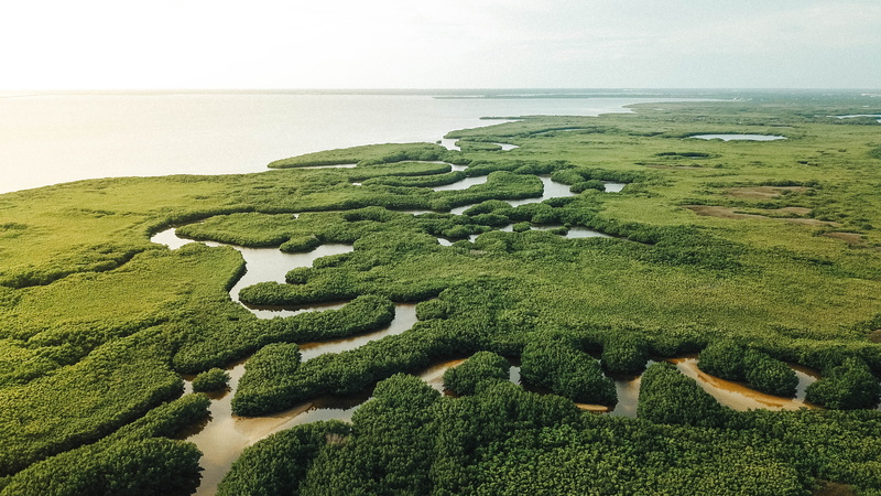 sea, tranquility, jungle, environment, horizon, nature, woodland, forest, tundra, plant, scenery, water, land, yard, sky, horizon over water, outdoors