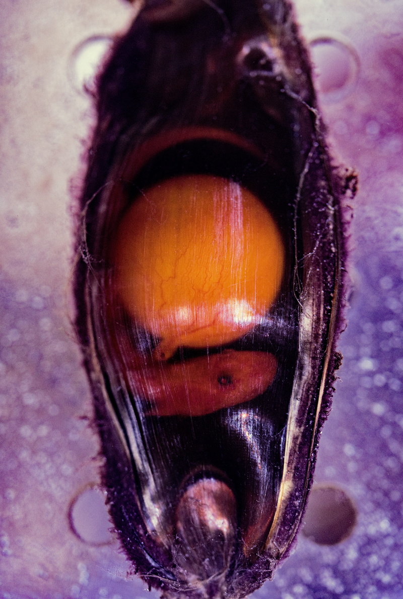 epaulette shark, underwater, shark egg, egg, no people, indoors, mouth open, shark egg case, shark, fish, animal mouth, food, australia, body part, eye