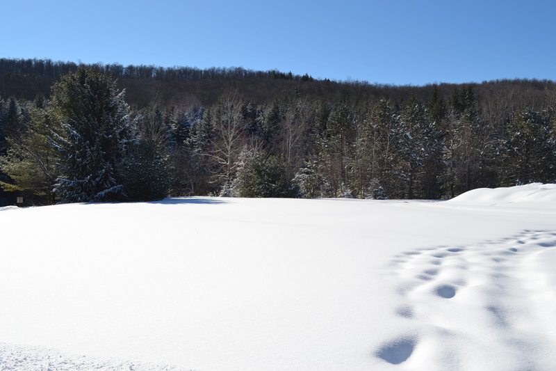 snow, way, snowing, winter, highway, powder snow, sky, field, land, 4K, covering, abies, conifer, fir, beauty in nature, scenics - nature, environment