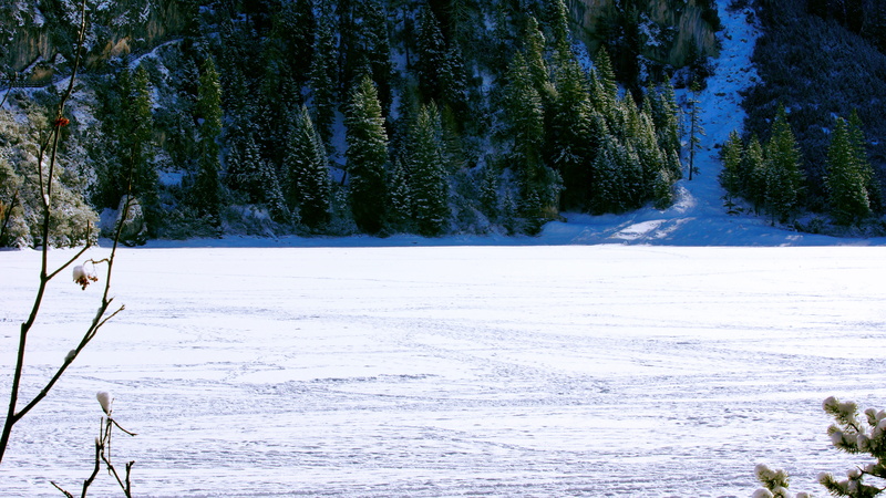 cold temperature, tranquil scene, beauty in nature, glacier, land, nature, animal, pine, tranquility, abies, road, frozen, day, no people, fir, conifer