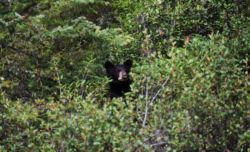 growth, outdoors, animal wildlife, black color, one animal, mammal, bear, parkway, icefields, green color, jasper, nature, tree, vertebrate, land, icefields parkway