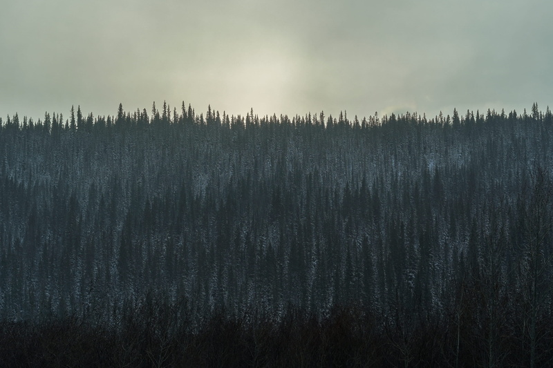pine, canada, tree, cold temperature, landscape, scenery, spruce, cloudy, abies, 4K, trees, pine tree, idyllic, tranquil scene, fir, land, growth, water
