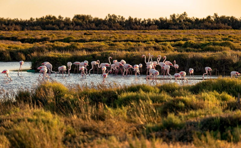 field, no people, animal, flock of birds, flemish, nature, beauty in nature, marsh, land, plant, group of animals, large group of animals, 4K, animals in the wild