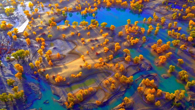 xinjiang, china, swimming, tree, beauty in nature, outdoors, school of fish, aerial view, animal, full frame, 1080P, water, high angle view, marine, coral
