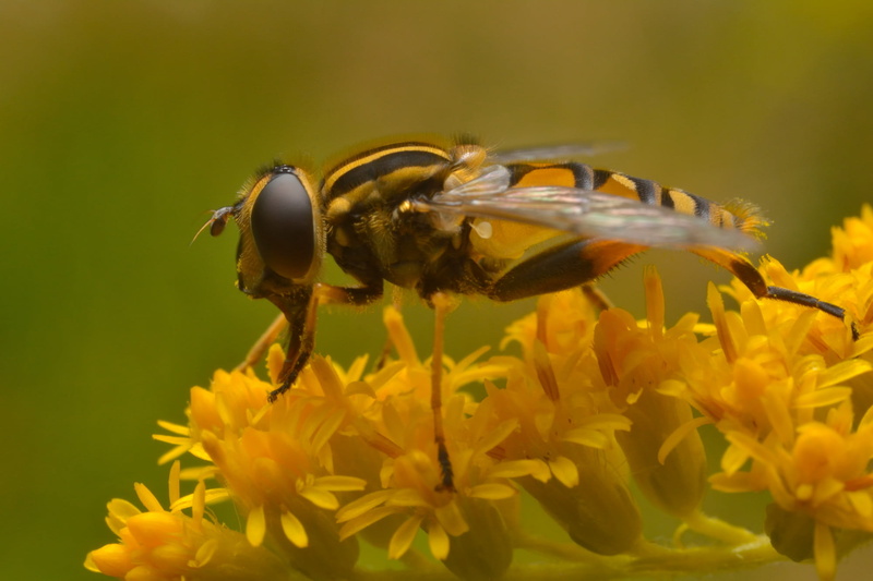 depth of field, animal, bee, macro, lover, perching, Sun, insect, petaled, Fly, sunrise, shallow, 1080P, Helophilus pendulus, photo, field, depth, nature