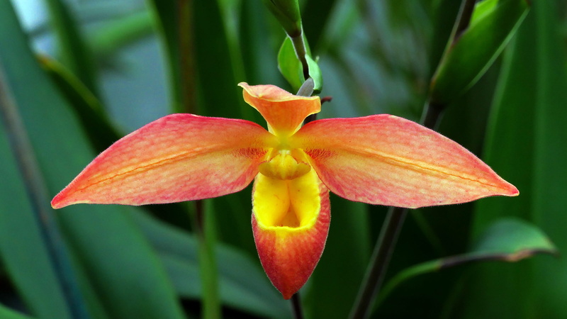 blossom, flowering plant, no people, jersey, closeup, farms, new, 2K, organge, flower head, fruit, focus on foreground, phragmipedium, shot, freshness