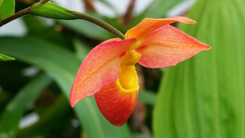 2K, inflorescence, blossom, growth, lady slipper, orchid flower, new, botanical, shot, flower pictures, south american orchid, organge, macro, cypripedioideae