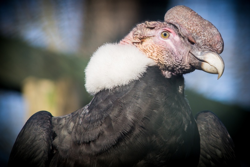 bird of prey, vertebrate, 2K, one animal, animal wildlife, looking away, outdoors, south america, bird, close-up, nature, scavengers, eagle, raptor, no people
