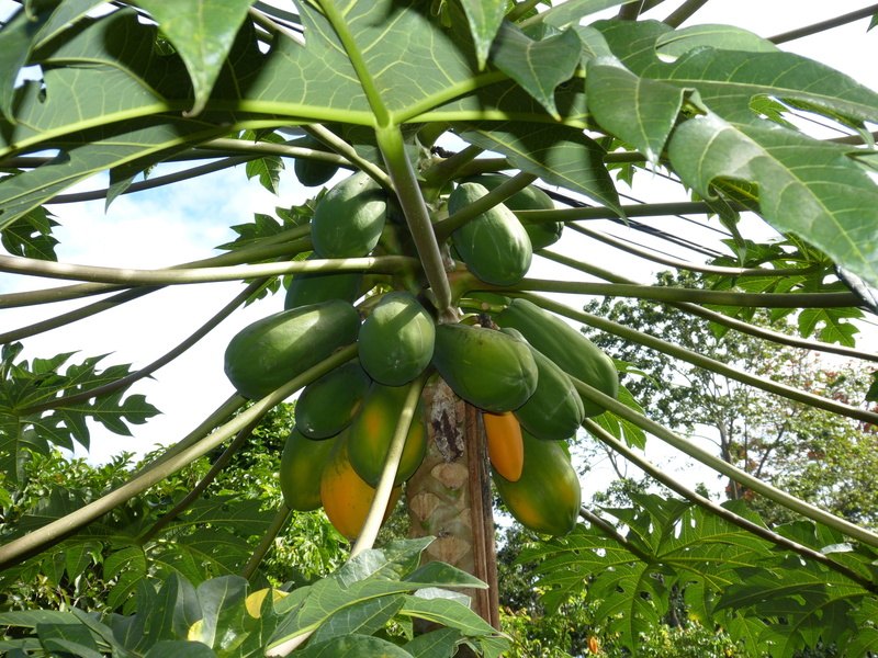 fruits, ripe, outdoors, leaf, fruit, plant, freshness, yellow, Healthy, Jungle, food, green color, agriculture, nature, banana, papaya tree, growth, no people