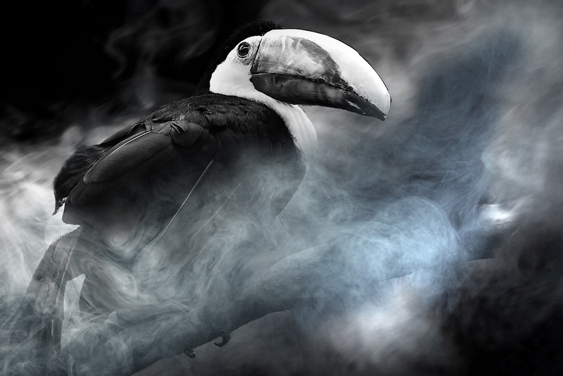 toucan, endangered animal species, nature, exot, beak, animal themes, 2K, color, central america, animals in the wild, motion, pelican, close-up, white color