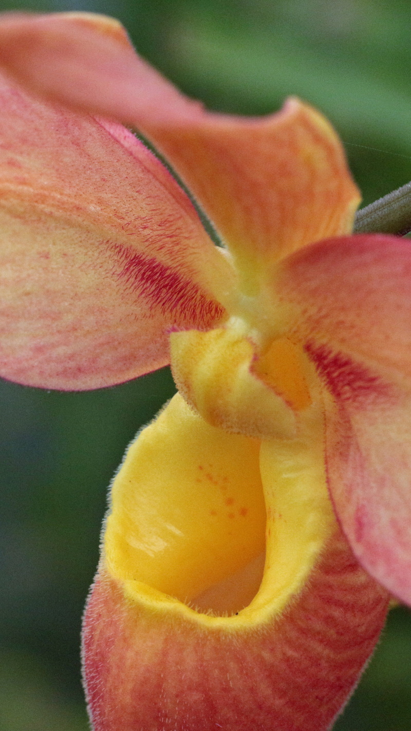 phragmipaphium, cypripedioideae, pictures of flowers, pollen, outdoors, images of flowers, closeup, image, focus on foreground, south american orchid, flower head