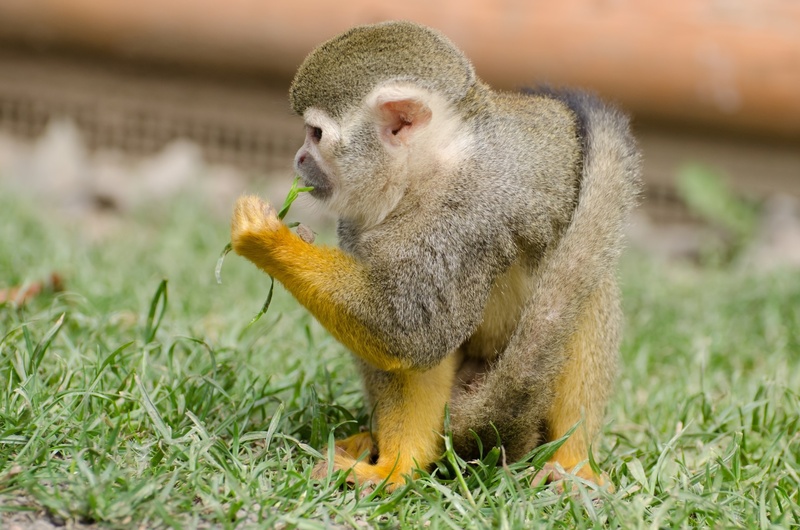 animal themes, south, central, ears, yellow, holding, human-like, muzzle, food and drink, new world, 1080P, cute, sciureus, green, fruit, healthy eating