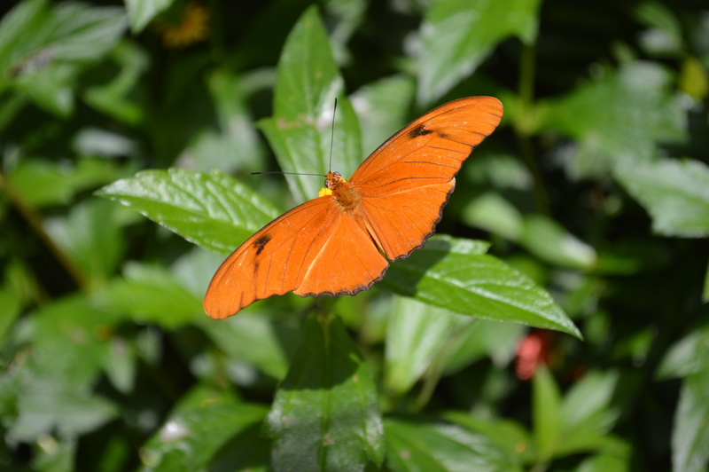 julia, one animal, nature, day, animal wing, the flame, ecology, dryas, animal, green color, fly, julia heliconian, animal wildlife, invertebrate, close-up