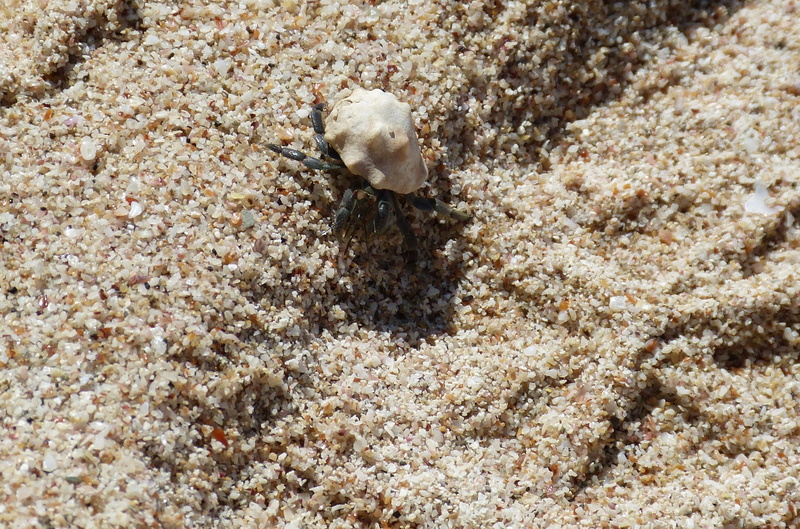 sand beach, coast, south america, nature, vertebrate, underwater, undersea, one animal, invertebrate, outdoors, water, animals in the wild, coral, sand