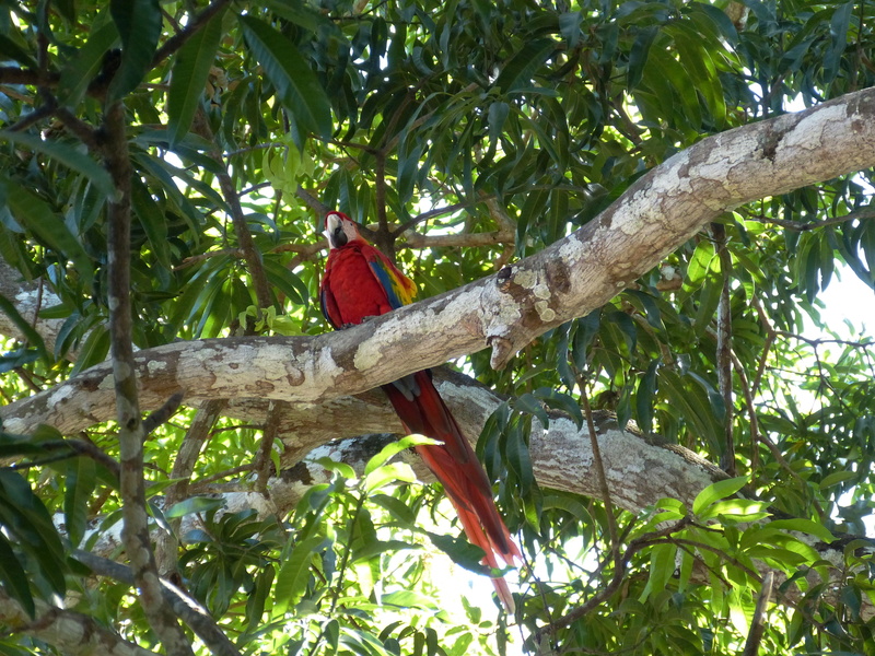 tropical, costa rica, macaw, animals in the wild, green color, nature, day, parrot, landscape, one animal, bird, perching, branch, animal themes, animal