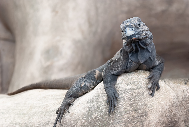 aggression, no people, solid, tree, herbivore, outdoors, lizard, reptile, animals in the wild, south, animals in captivity, day, america, one animal, animal wildlife