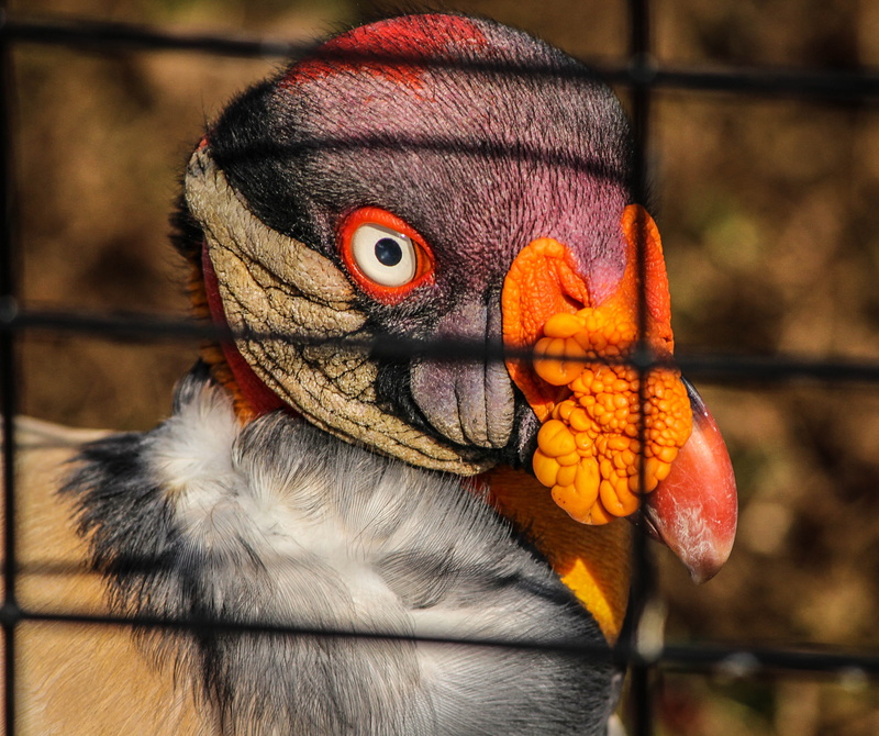 zoo, outdoors, Bird, animal themes, eye, one animal, south america range, beak, king, animals in the wild, animal wildlife, animal eye, caged, close-up