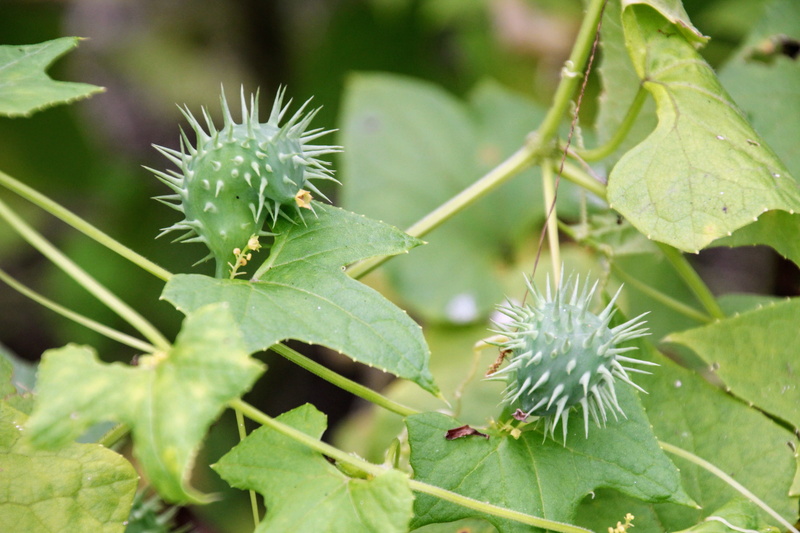 no people, cyclanthera brachystachya, day, outdoors, plant part, annual, exploding cucumber, beauty in nature, close-up, cucumber, thorn, vulnerability