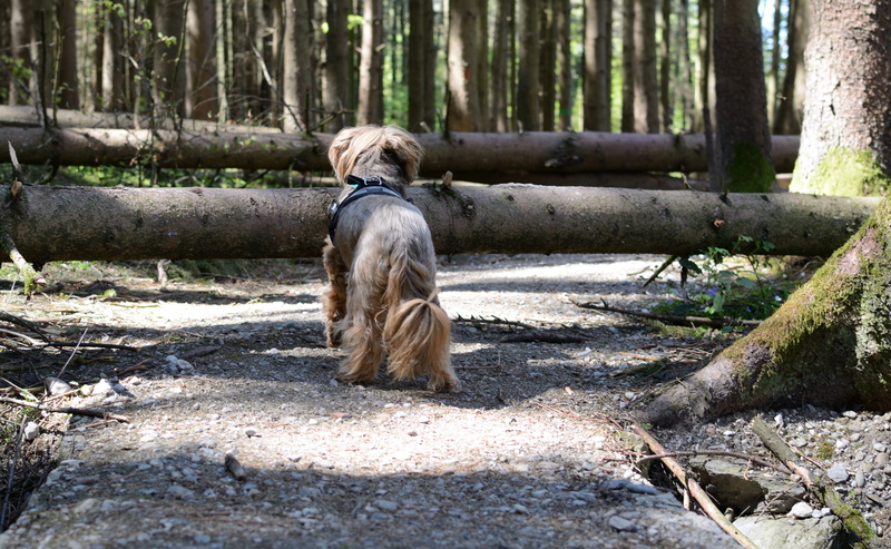 outdoors, trail, pets, no people, away, disability, animal, solid, storm, obstruction, dog, hurdle, plant, vertebrate, canine, one animal, path, 5K, tree