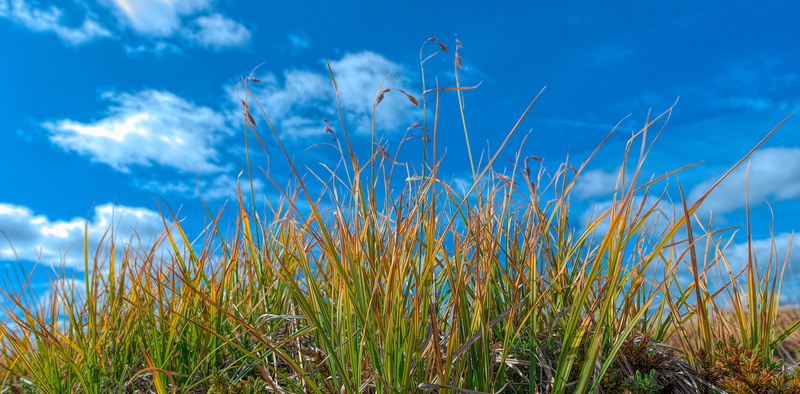 water, tranquil scene, land, 4K, day, marram grass, united states, obstruction point trailhead, field, grass, meadow grasses, no people, landscape, outdoors