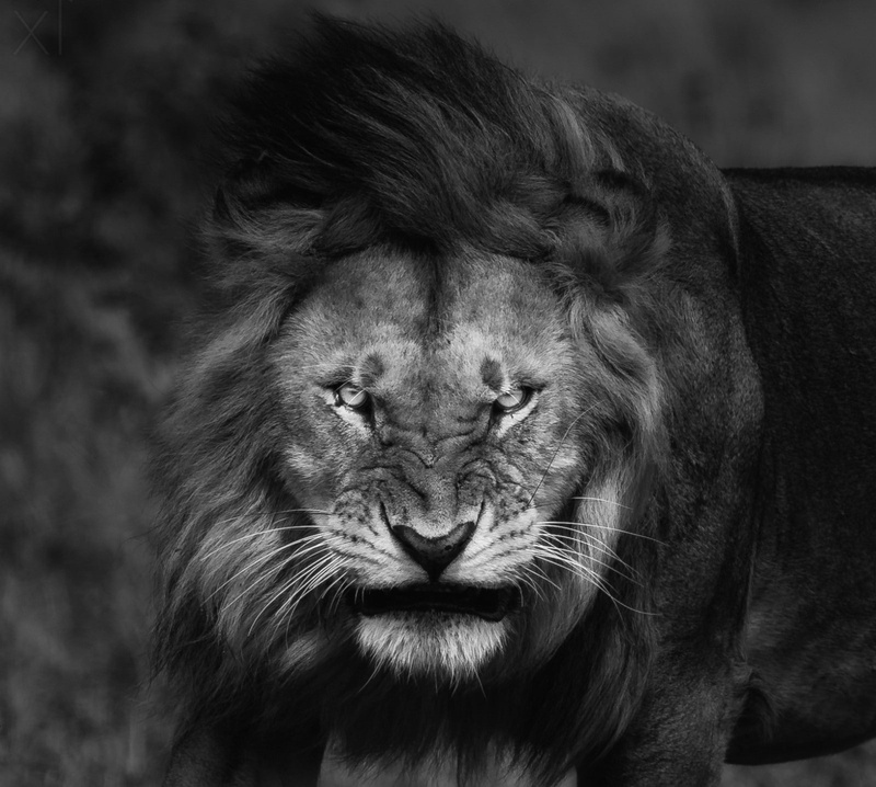 male animal, big cats, animals, day, portrait, animal themes, lion - feline, carnivora, one animal, close-up, no people, animals in the wild, Angry, animal