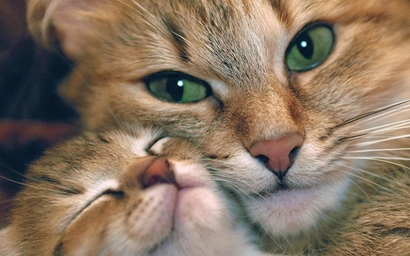 cuddle, cats, cat, 2K, desktop