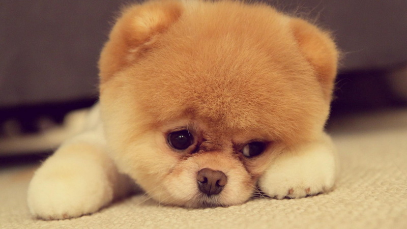 cuddle, 1080P, awww, bored, animals, cute, puppy