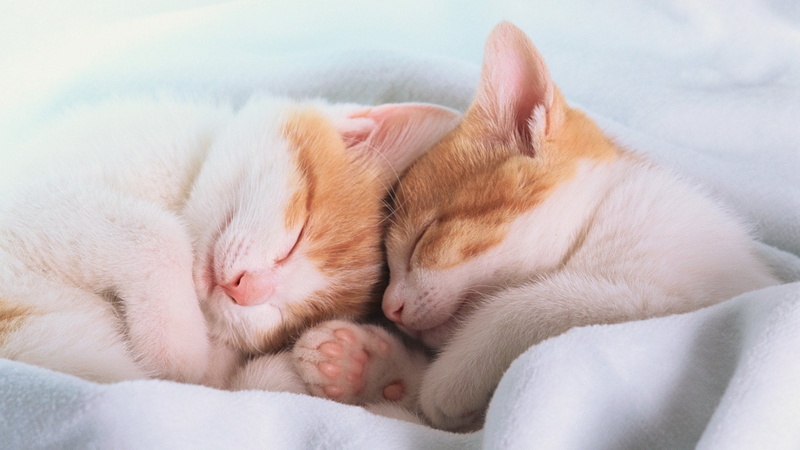 Cat, no people, Cute, one animal, Kitten, 1080P, relaxation, Close-Up, indoors, Animal, animal themes, domestic cat, eyes closed, pets, mammal, softness