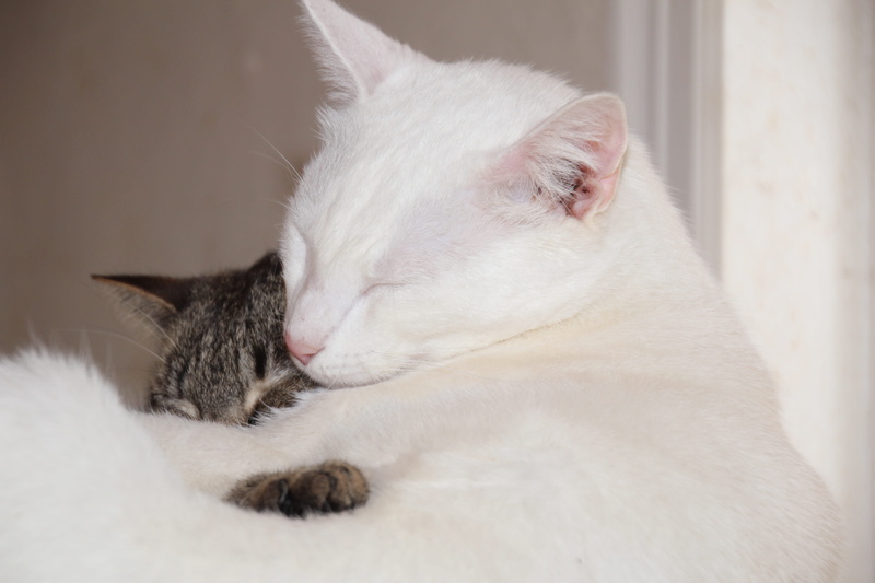 napping, animal, no people, kitty, vertebrate, snuggle, pets, domestic animals, sleeping, animal themes, white color, love, eyes closed, close-up, indoors