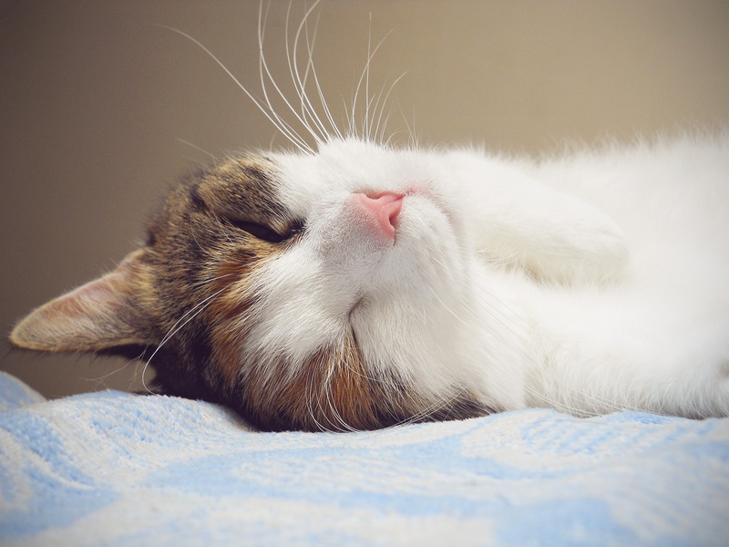 cuddle, mammal, portrait, pet, domestic, pets, cuddling, fluffy, cute cat, vertebrate, furry, 1080P, domestic animals, domestic cat, soft, cats, kitten